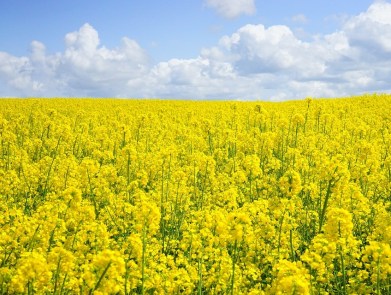 colza